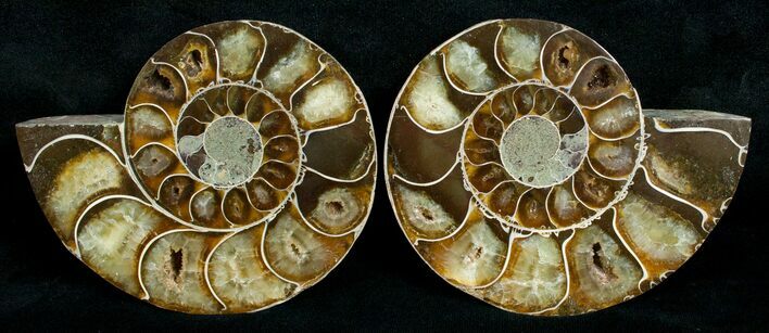 Cut & Polished Desmoceras Ammonite - #5389